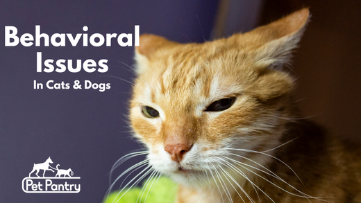 Pet Training Tips: Addressing Common Behavioral Issues in Dogs and Cats