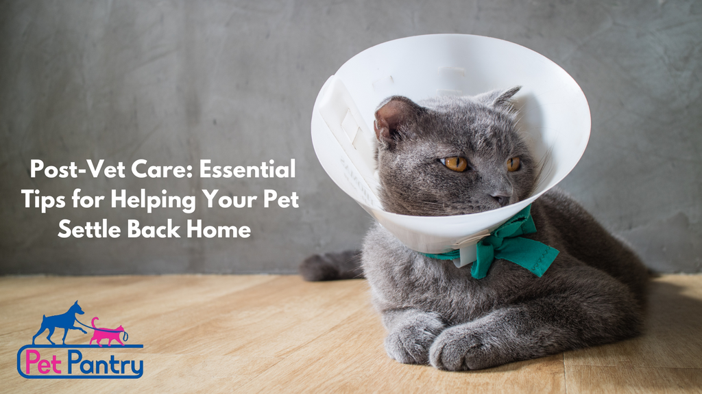 Post-Vet Care: Essential Tips for Helping Your Pet Settle Back Home