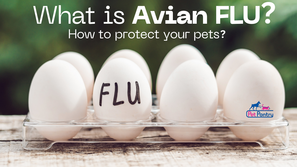 Understanding Avian Flu: What You Need to Know