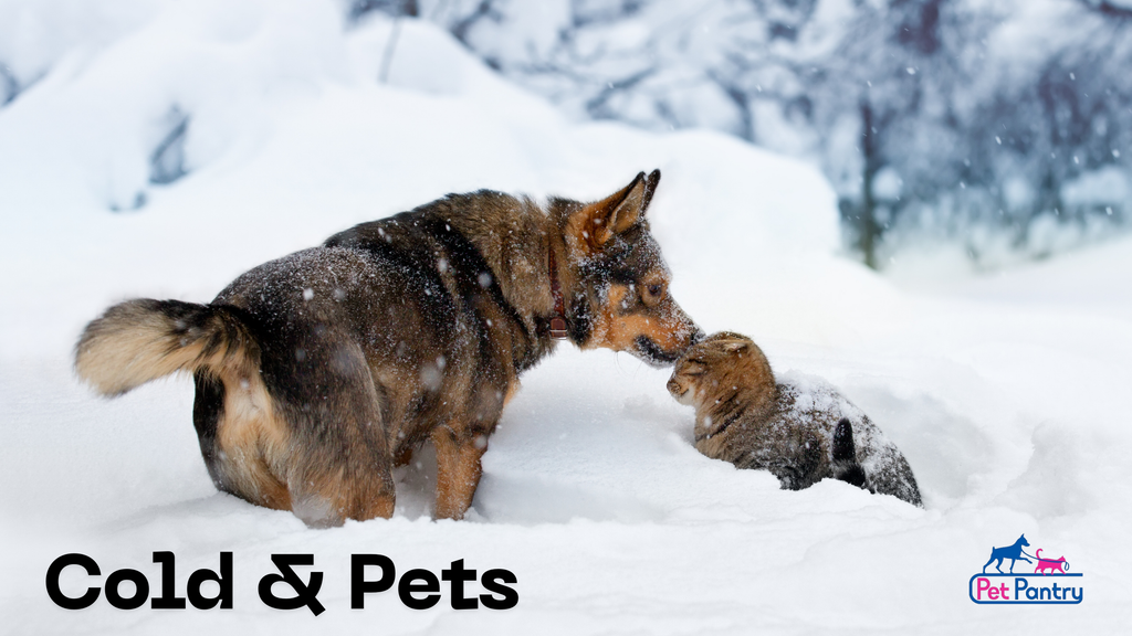 Cold Weather and Your Pets: How It Affects Cats and Dogs and What You Can Do