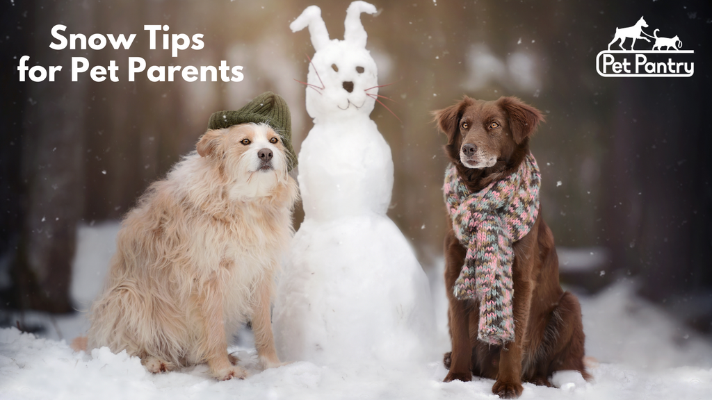 Winter Care: Essential Snow Tips for Pet Owners