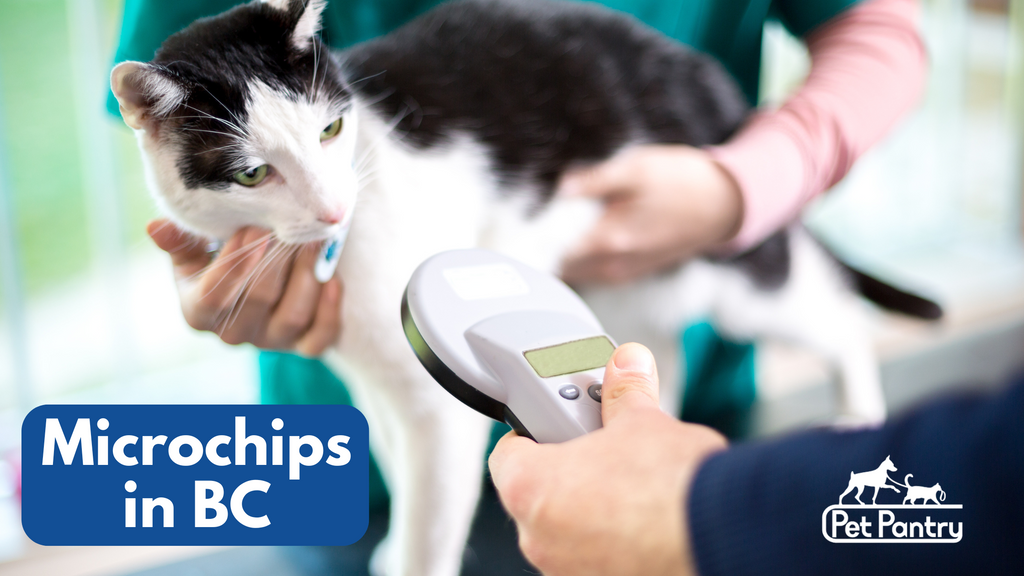 The Importance of Microchipping Your Pet in BC