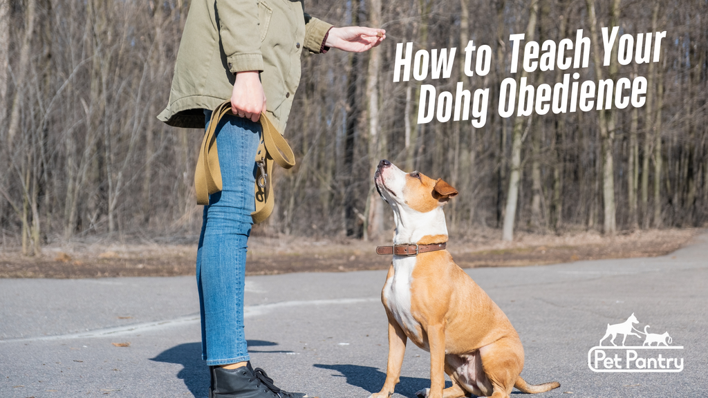 Training Your Dog, Tips and Tricks For Obedience