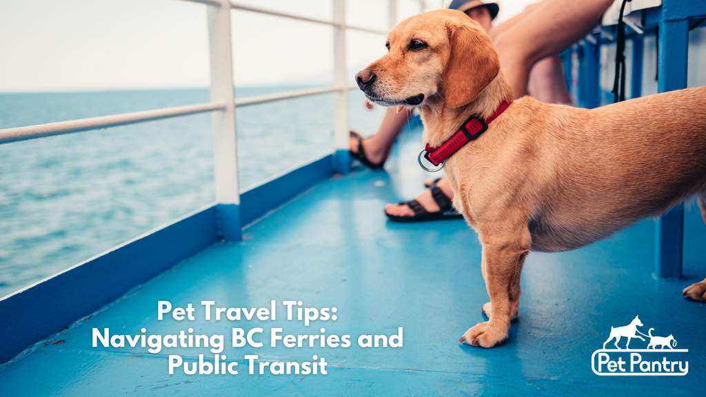 Pet Travel Tips: Navigating BC Ferries and Public Transit