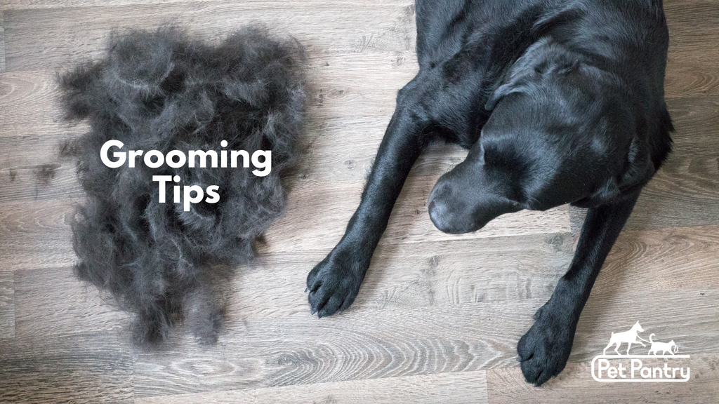 How to Keep Your Dog’s Coat Healthy Between Grooming Sessions