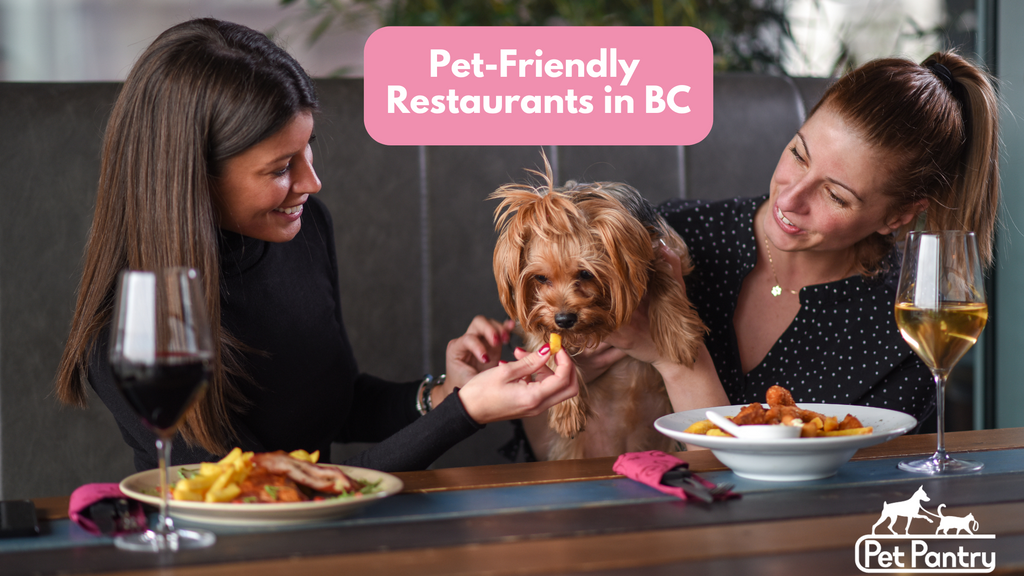 Pet-Friendly Restaurants in BC: Discovering Eateries That Welcome Pets