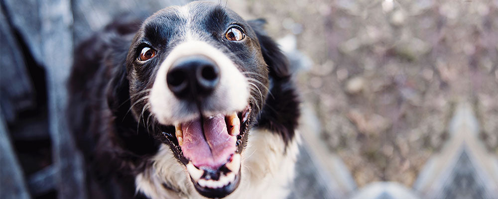 Clean Teeth and Fresh Breath For Pets